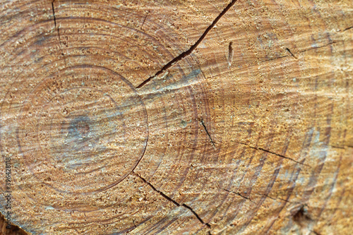 madera, tronco, fondo textura