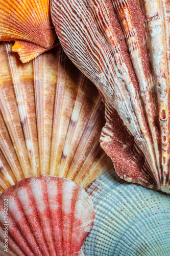 Close up of sea shells