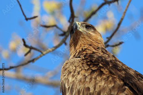 Wahlbergsadler / Wahlberg's  Eagle / Aquila wahlbergi photo