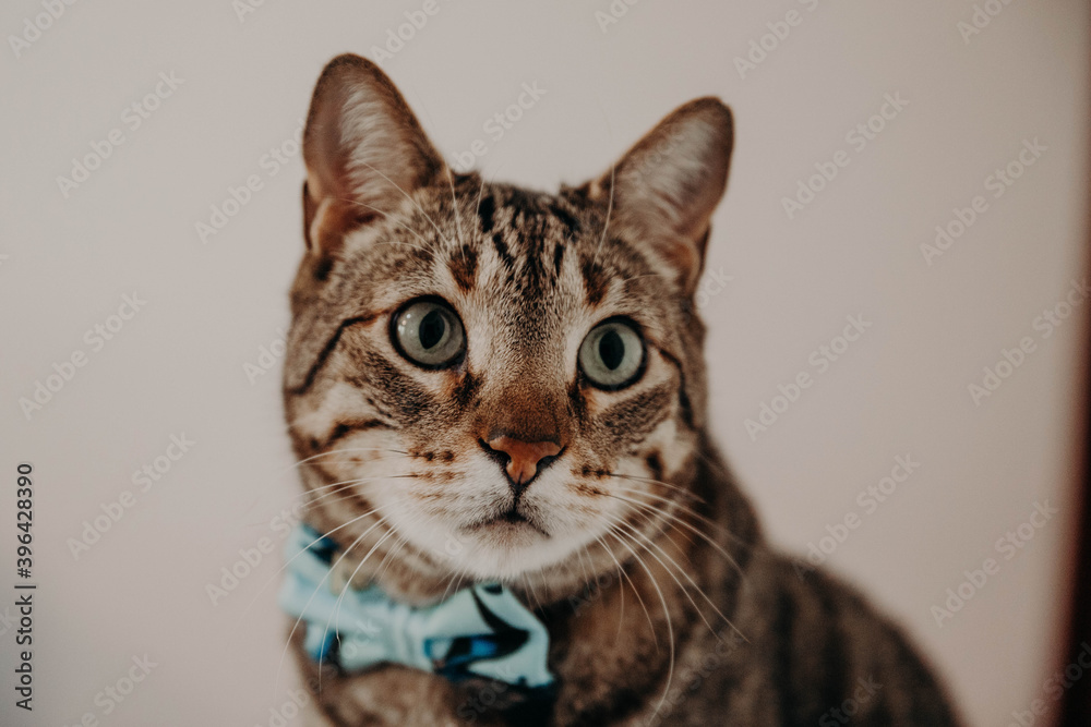 Obraz premium Cats begin cats.