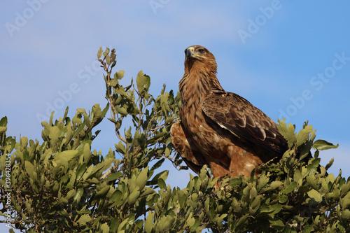 Wahlbergsadler / Wahlberg's  Eagle / Aquila wahlbergi photo