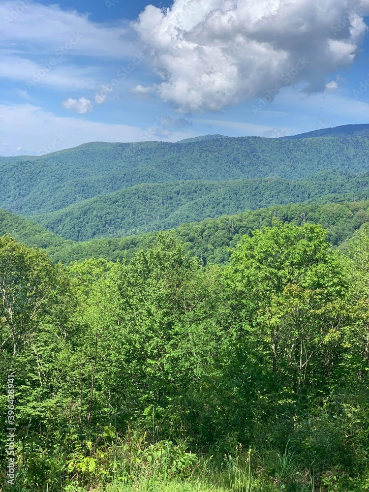 Obraz premium landscape with trees