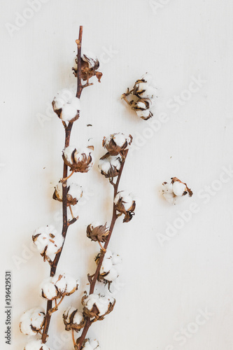  branches of cotton inflorescences on a white background