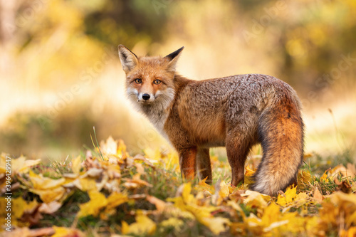Canvas Print Gentle red fox, vulpes vulpes, standing on orange foliage in autumn nature