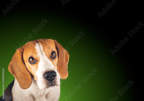 Beautiful beagle dog headshoot isolated on dark green background. Male tricolored dog with copa space on right.