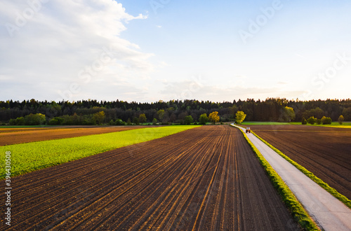 Panorama shot rural area with path between fields of leading to forest, sunset landscape