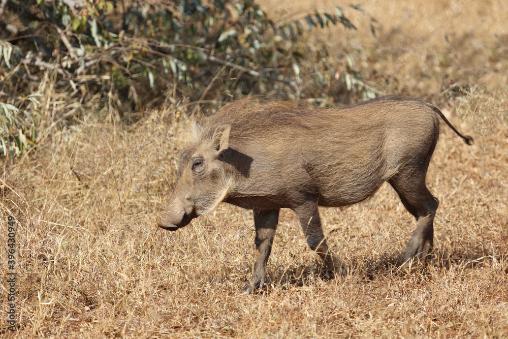 Warzenschwein / Warthog / Phacochoerus africanus Warzenschwein / Warthog / Phacochoerus africanus