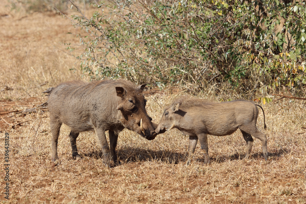 Warzenschwein / Warthog / Phacochoerus africanus... Warzenschwein / Warthog / Phacochoerus africanus...