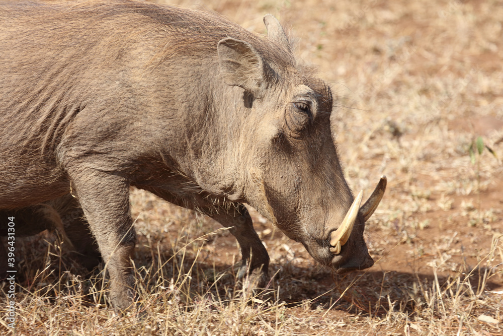 Warzenschwein / Warthog / Phacochoerus africanus.. Warzenschwein / Warthog / Phacochoerus africanus..
