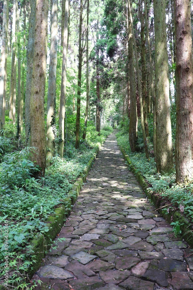 Fototapeta premium 熊本市 草枕の道 