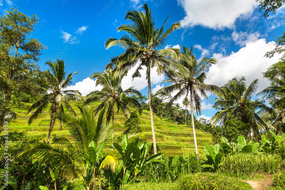 Tegallalang rice terrace on Bali