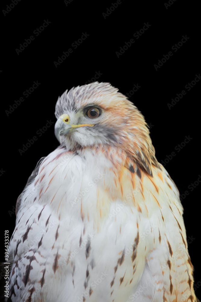 Close up shot of Saker falcon isolated on black background
Close up shot of Saker falcon isolated on black background