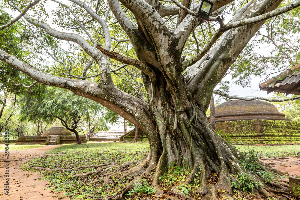 Large tree in Polonnaruwa