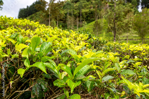 Tea plantations in Sri Lanka