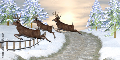 Slika na platnu Whitetail Deer Jumping Fence - A country road fence is no hindrance to three Whitetail bucks during a snowy winter