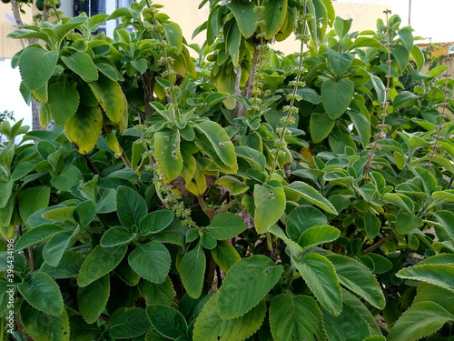 salvador, bahia, brazil - november 26, 2020: plectranthus barbatus plant, known by the taxonomic synonym or garden boldo, seen in the city of Salvador. photo