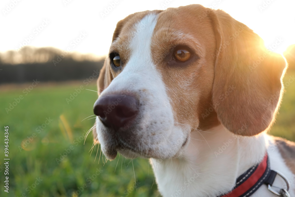 Dog portrait backlit background. Beagle dog headshoot agains sunset in fields countryside.