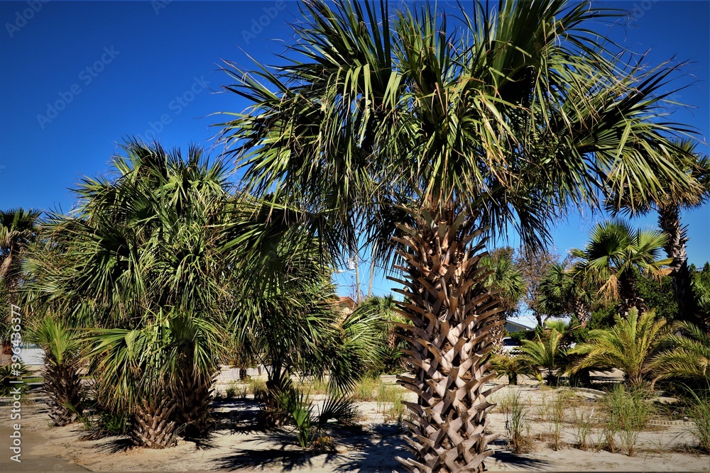 Green palm trees against blue sky, Florida Green palm trees against blue sky, Florida