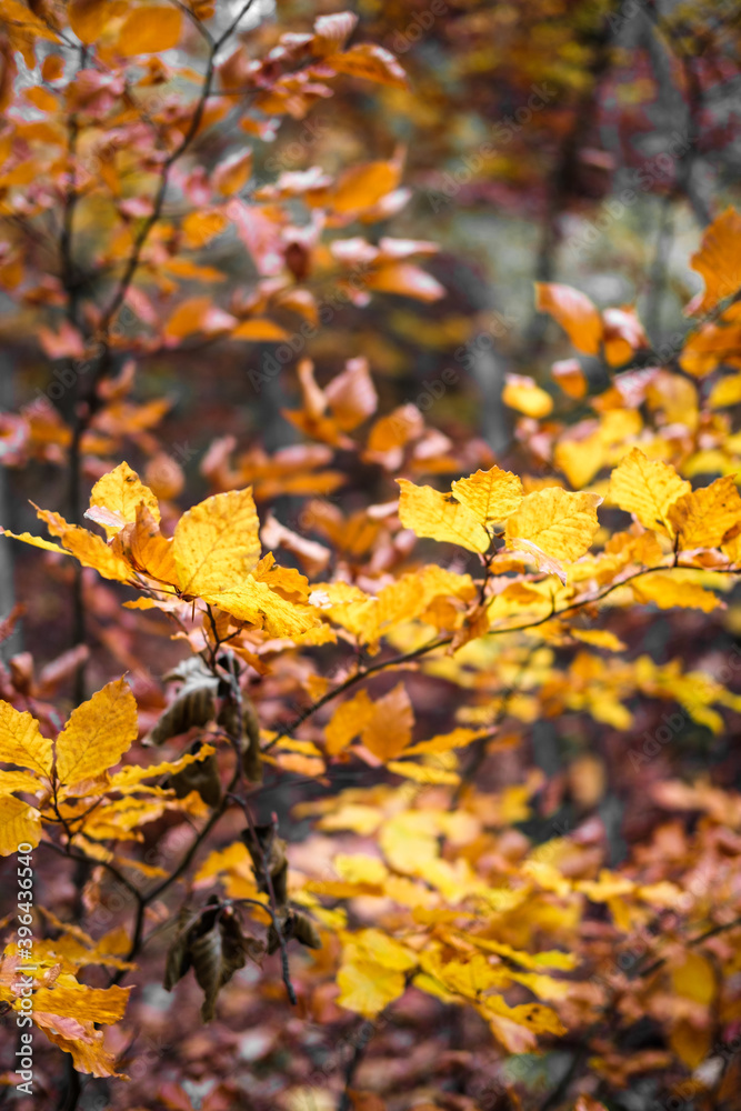 Foliage