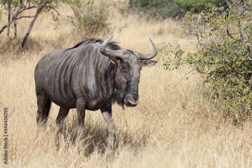 Streifengnu / Blue wildebeest / Connochaetes taurinus Streifengnu / Blue wildebeest / Connochaetes taurinus
