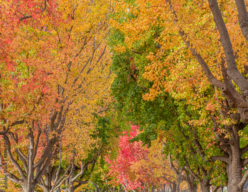 Beautiful and peaceful autumn scene with colorful trees filling image frame in a residential area. Trees have leaves with orange, yellow, red and green colors. Beautiful and peaceful autumn scene with colorful trees filling image frame in a residential area. Trees have leaves with orange, yellow, red and green colors.
