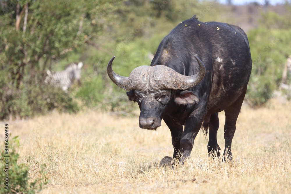 Kaffernbüffel / Buffalo / Syncerus caffer