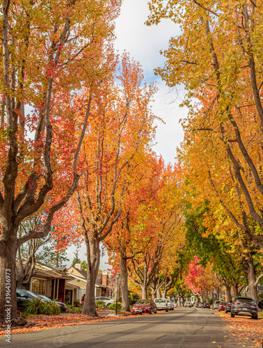 Beautiful and peaceful autumn scene with colorful oak trees bordering a leaf strewn residential area. Leaf colors are red, orange, yellow, and green.