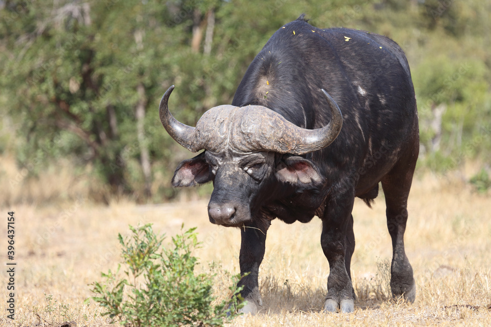 Kaffernbüffel / Buffalo / Syncerus caffer Kaffernbüffel / Buffalo / Syncerus caffer