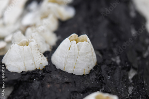 white barnacle on driftwood photo