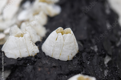 white barnacle on driftwood