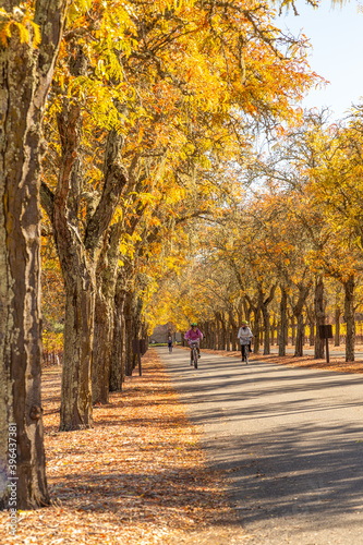Beautiful and peaceful autumn scene with colorful yellow trees bordering a leaf strewn pathway with a few bicyclists visible