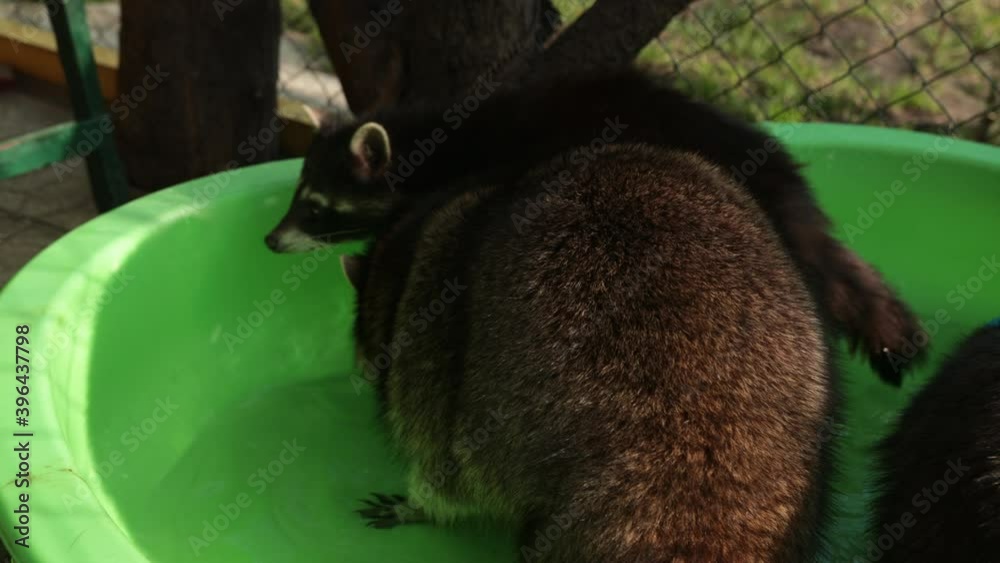 Raccoons. Resort oval shaped relaxing swimming pool. High angle view of