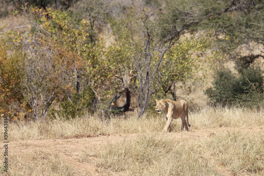 Afrikanischer Löwe / African lion / Panthera Leo. Afrikanischer Löwe / African lion / Panthera Leo.