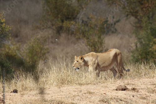 Afrikanischer L  we   African lion   Panthera Leo.