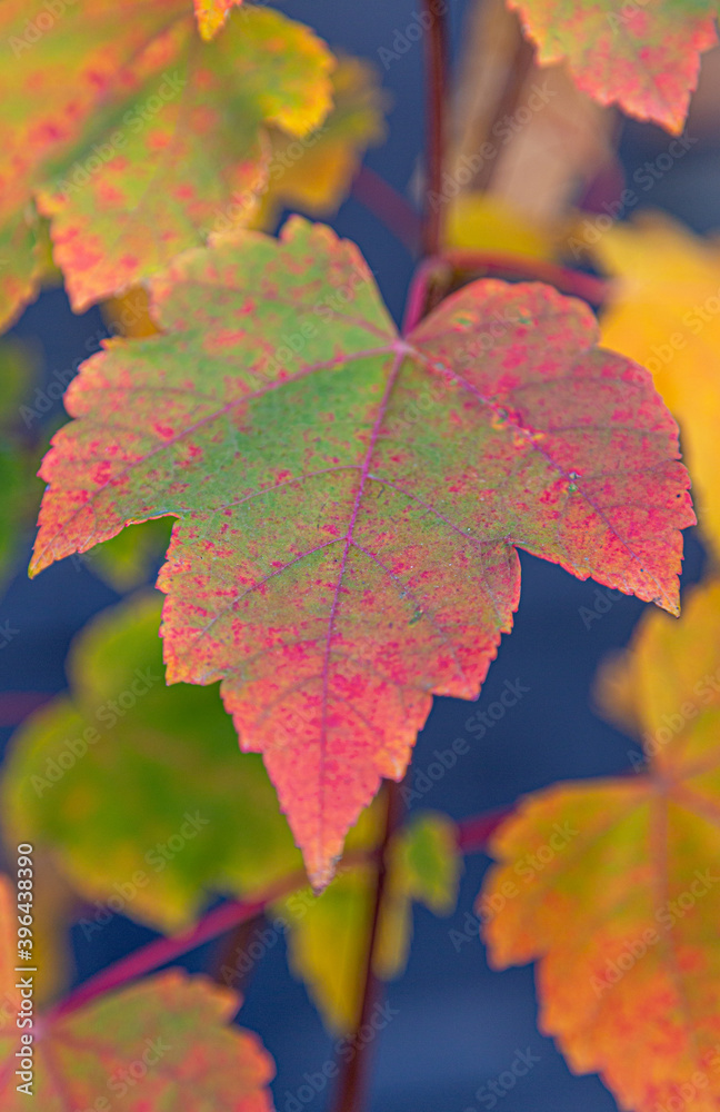 Closeup of leaves with fall colors. Leaves are deep red, orange, yellow and green colors. Closeup of leaves with fall colors. Leaves are deep red, orange, yellow and green colors.