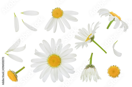 chamomile or daisies isolated on white background with clipping path and full depth of field. Set or collection.
