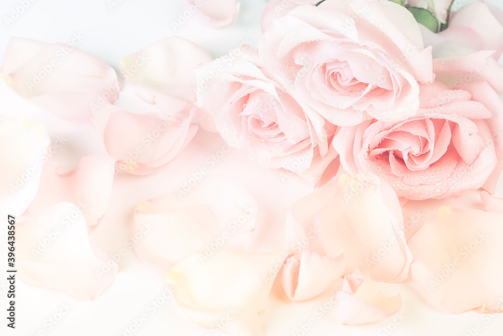 Soft cream rose background in retro style with soft blurred focus