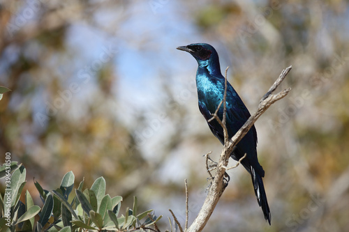 Riesenglanzstar / Burchell's starling / Lamprotornis Australis photo