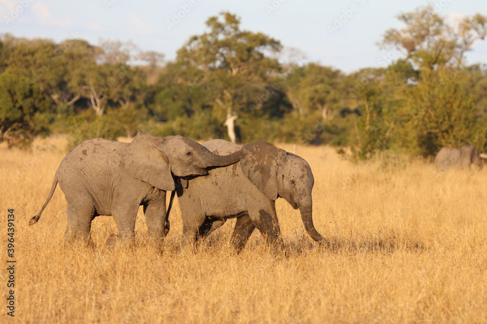Fototapeta premium Afrikanischer Elefant / African elephant / Loxodonta africana.