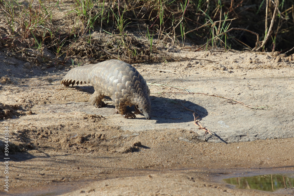 Fototapeta premium Steppenschuppentier am Sand River/ Ground pangolin or Cape pangolin at Sand River/ Smutsia temminckii