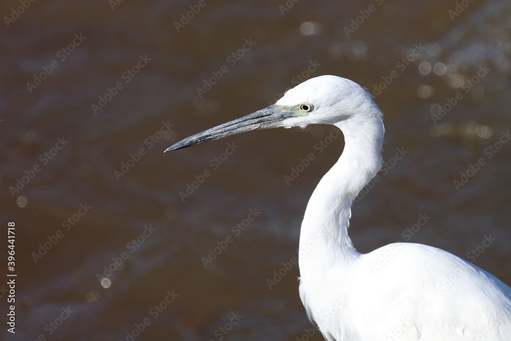 Seidenreiher / Little Egret / Egretta garzetta Seidenreiher / Little Egret / Egretta garzetta
