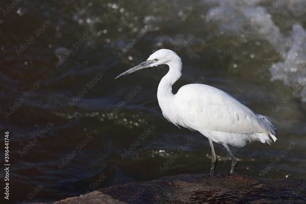 Seidenreiher / Little Egret / Egretta garzetta Seidenreiher / Little Egret / Egretta garzetta