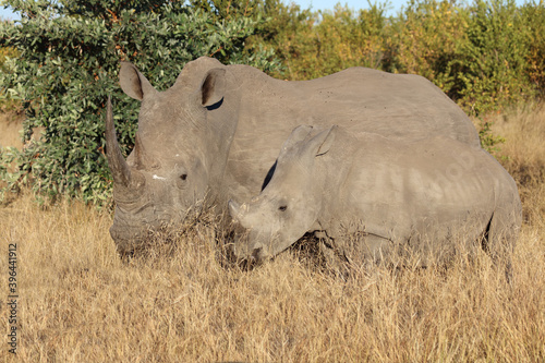 Breitmaulnashorn   Square-lipped Rhinoceros   Ceratotherium Simum