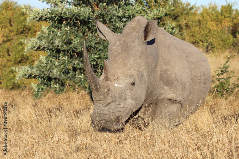 Breitmaulnashorn / Square-lipped rhinoceros / Ceratotherium Simum Breitmaulnashorn / Square-lipped rhinoceros / Ceratotherium Simum