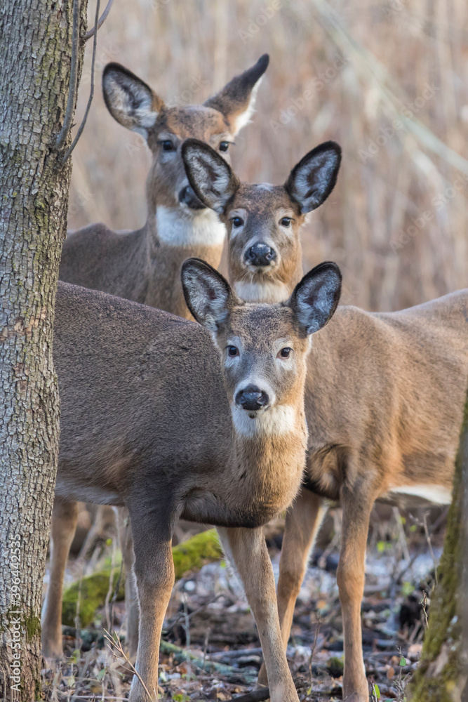 Female and babies white-tailed deer in autumn