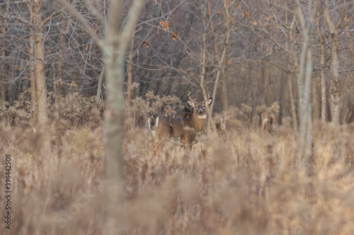 Fototapeta Naklejka Na Ścianę i Meble -  Buck white-tailed deer in autumn