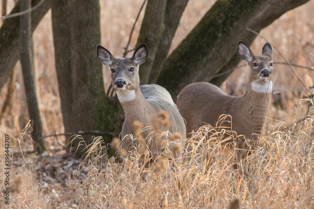 Female and babies white-tailed deer in autumn Female and babies white-tailed deer in autumn