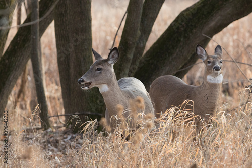 Female and babies white-tailed deer in autumn