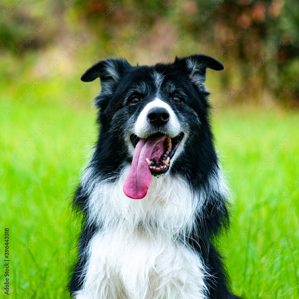 border collie dog