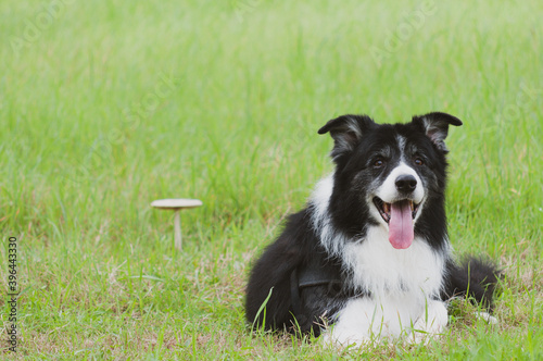 Bild auf Leinwand border collie dog